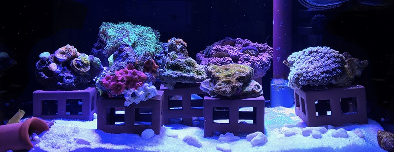 Coral Aquarium / サンゴ水槽 181102撮影